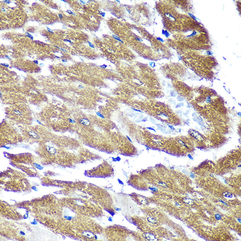 NDUFAF4 antibody