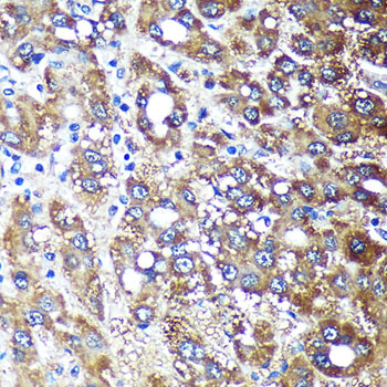 NDUFAF4 antibody