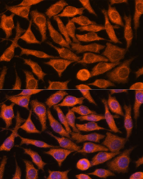 NDUFAF4 antibody