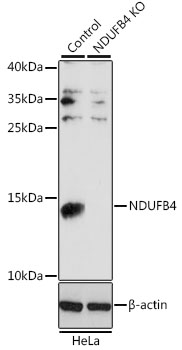 NDUFB4 antibody