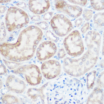 NDUFB4 antibody