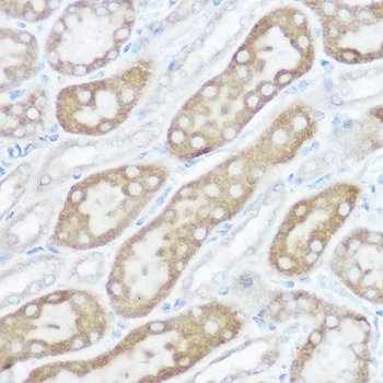 NDUFB4 antibody