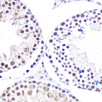 NELFE antibody