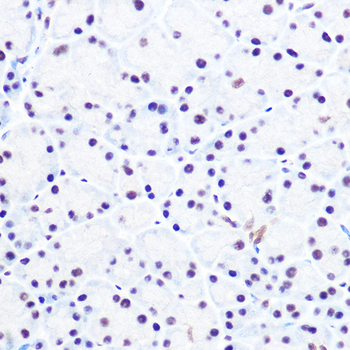 NELFE antibody