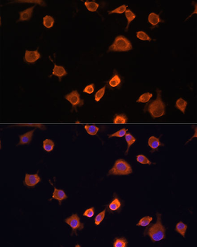 NF2 antibody