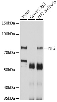 NF2 antibody