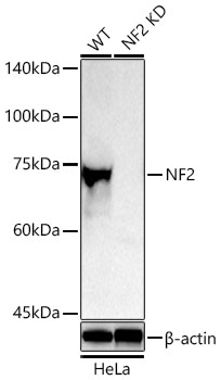 NF2 antibody