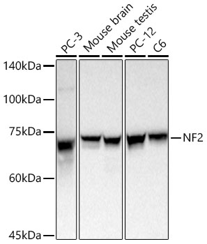 NF2 antibody