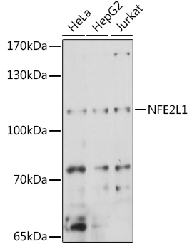 NFE2L1 antibody