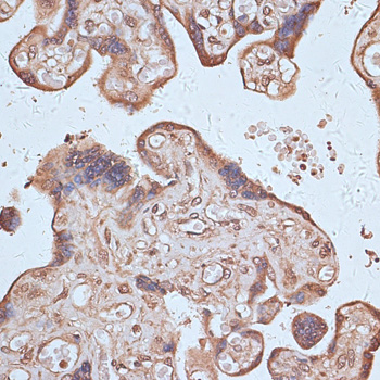 NFE2L1 antibody