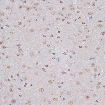 NFE2L1 antibody