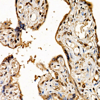 NFE2L3 antibody