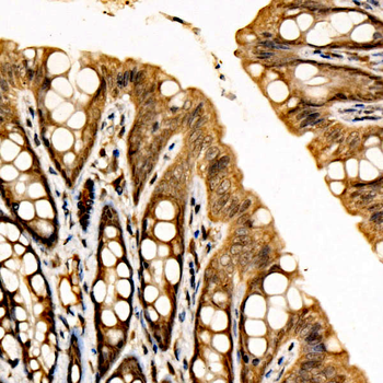 NFE2L3 antibody