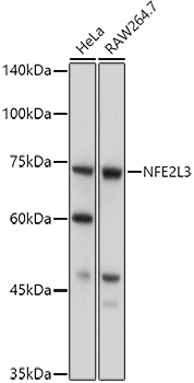 NFE2L3 antibody