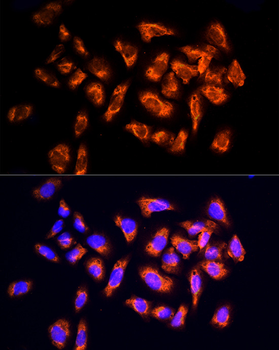 NPHP4 antibody