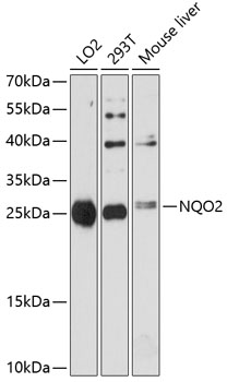 NQO2 antibody