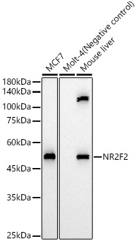 NR2F2 antibody