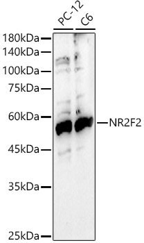 NR2F2 antibody