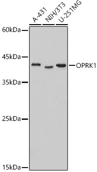 OPRK1 antibody