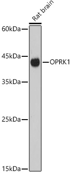 OPRK1 antibody