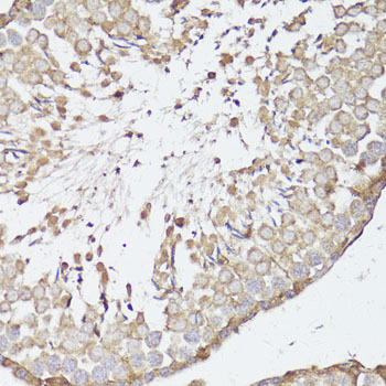 OPRK1 antibody