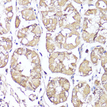 OPRK1 antibody