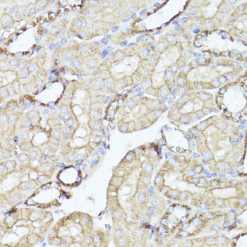 OPRK1 antibody