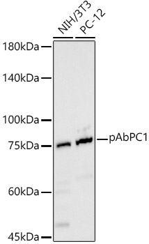 PABPC1 antibody