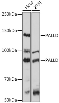 PALLD antibody