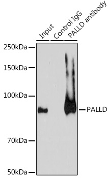 PALLD antibody