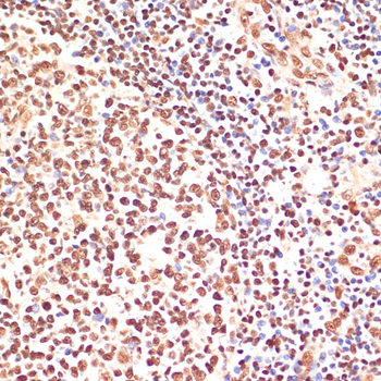 PARP1 antibody