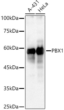 PBX1 antibody