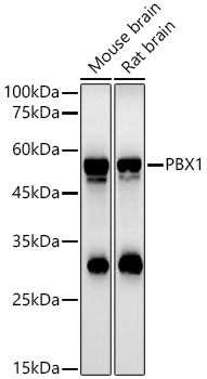 PBX1 antibody