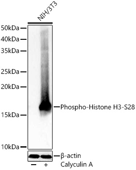 Histone H3 (Phospho-S28) antibody