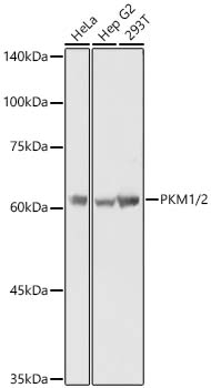 PKM antibody