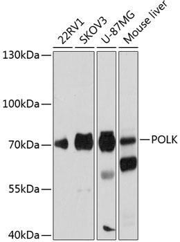 POLK antibody