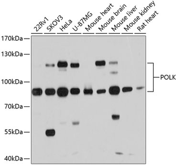 POLK antibody