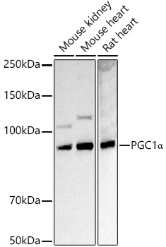 PPARGC1A antibody