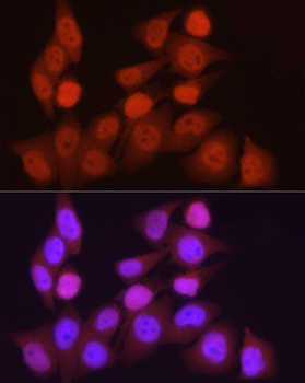 PPARGC1A antibody