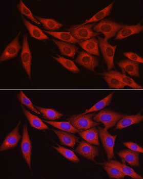 PPP1R12A antibody