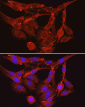 PPP1R12A antibody