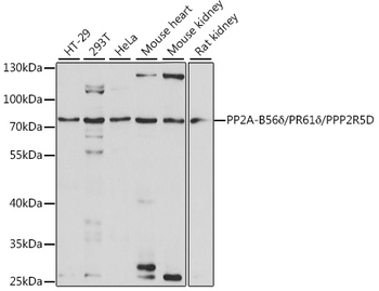 PPP2R5D antibody