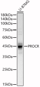 PROCR antibody