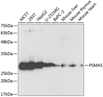 PSMA5 antibody