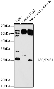 PYCARD antibody