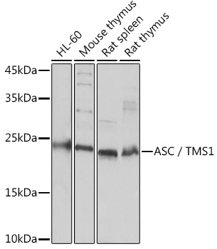 PYCARD antibody