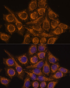 PYCR2 antibody