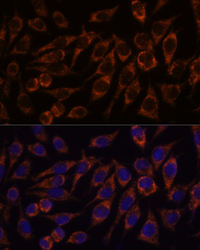 PYCR2 antibody