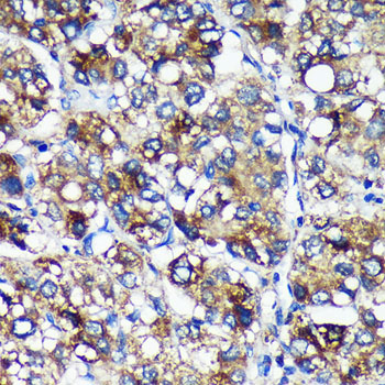 PYCR2 antibody