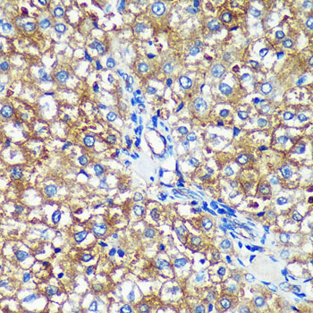 PYCR2 antibody